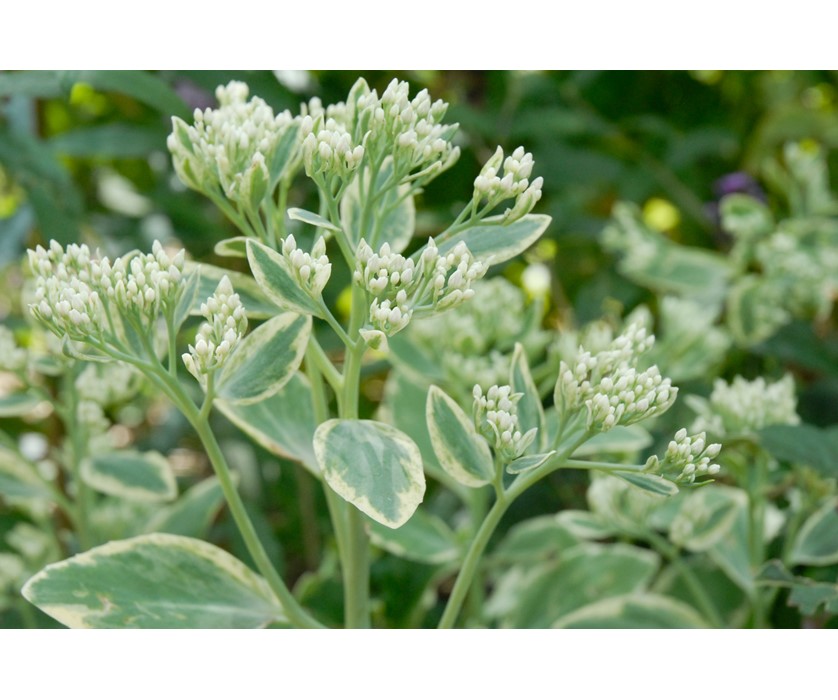 Frosty Morn Stonecrop